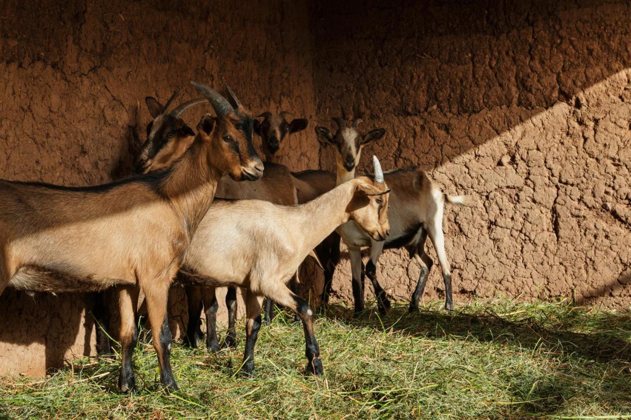 Willa Pavillon Terra Ababila En Exclusivite Marrakesz Zewnętrze zdjęcie